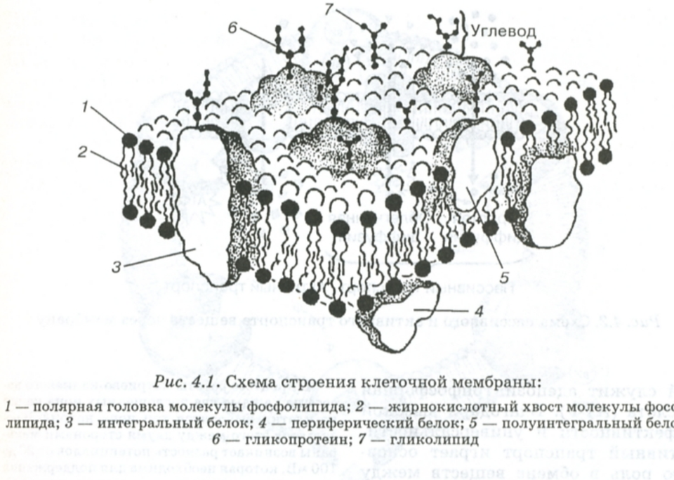 Мембрана эукариотической клетки строение. Схема строения плазматической мембраны. Структура цитоплазматической мембраны эукариотической клетки. Наружная клеточная мембрана плазмалемма строение. Схема строения клеточной мембраны.