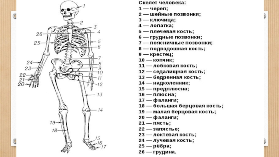 Осевой скелет человека анатомия. Назовите указанные кости