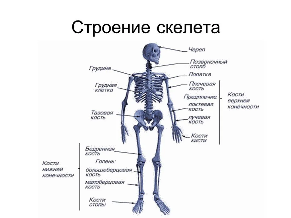 Установите соответствие между отделами скелета и костями