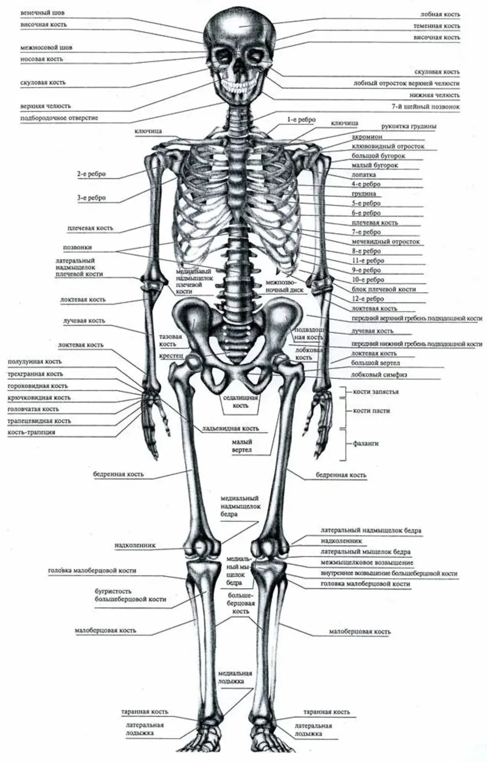 Скелет с названиями костей на русском языке. Скелет человека с названием костей. Скелет человека спереди с названием костей.