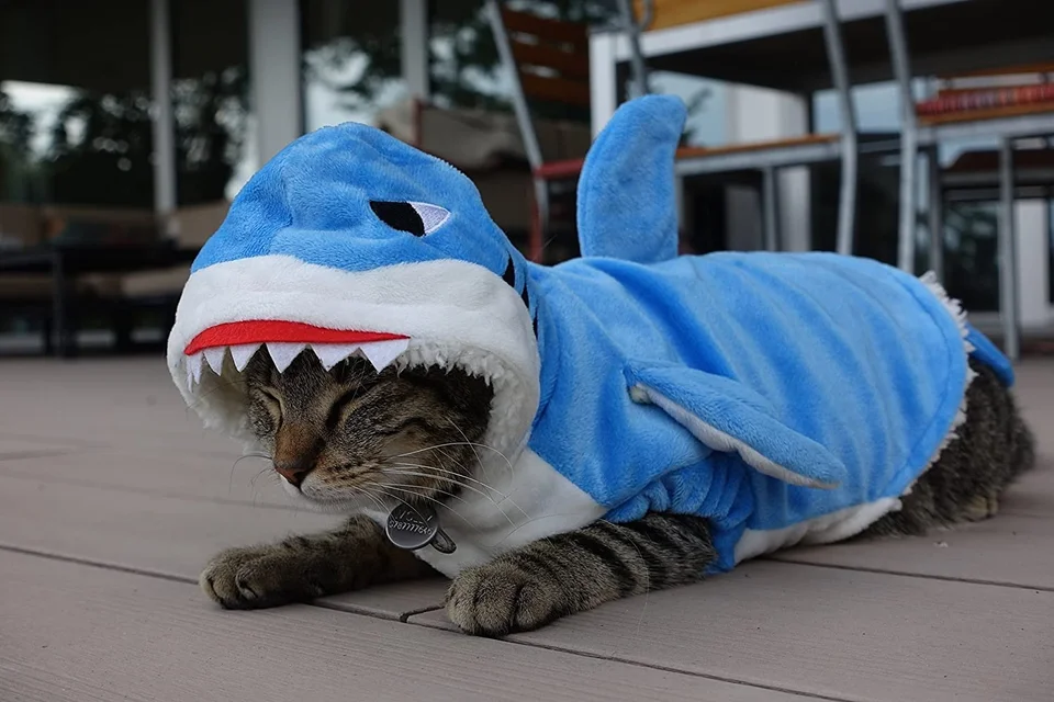 Кот в костюме акулы