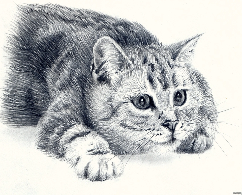 Кот рисовать карандашом