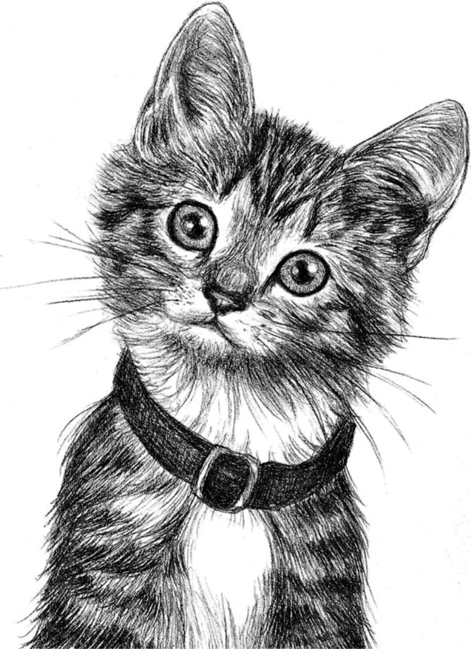 Красивые рисунки котов