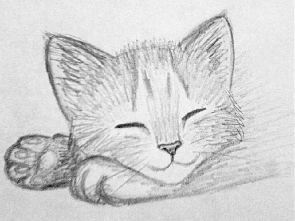 Рисунки карандашом котики