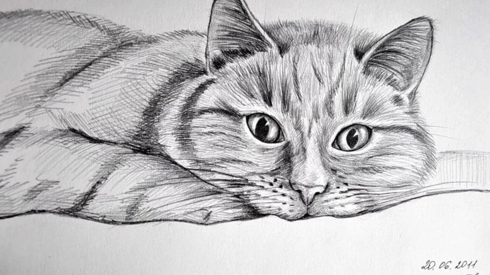 Кошка карандашом рисунок
