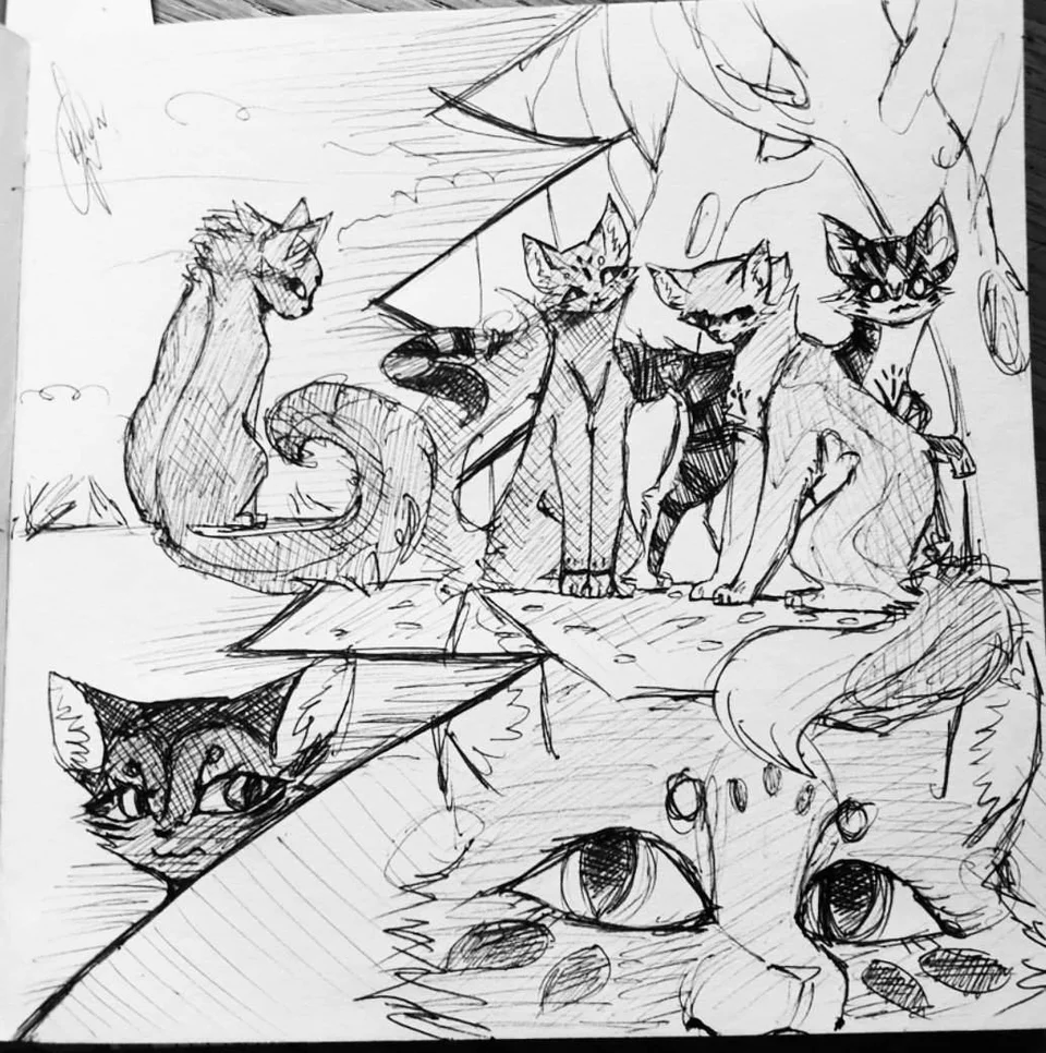 Коты воители рисунки