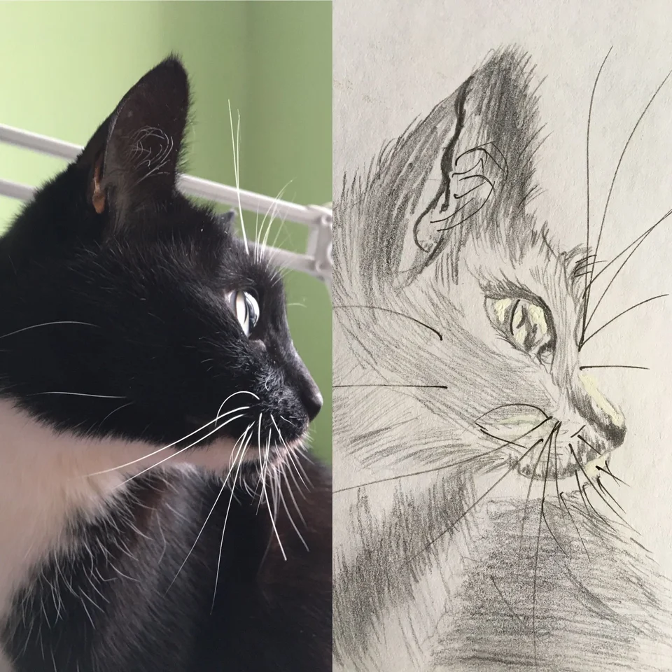 Кот профиль рисунок