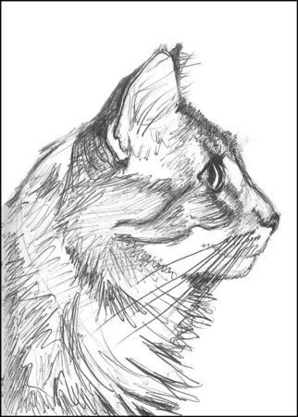 Рисунок кота пером