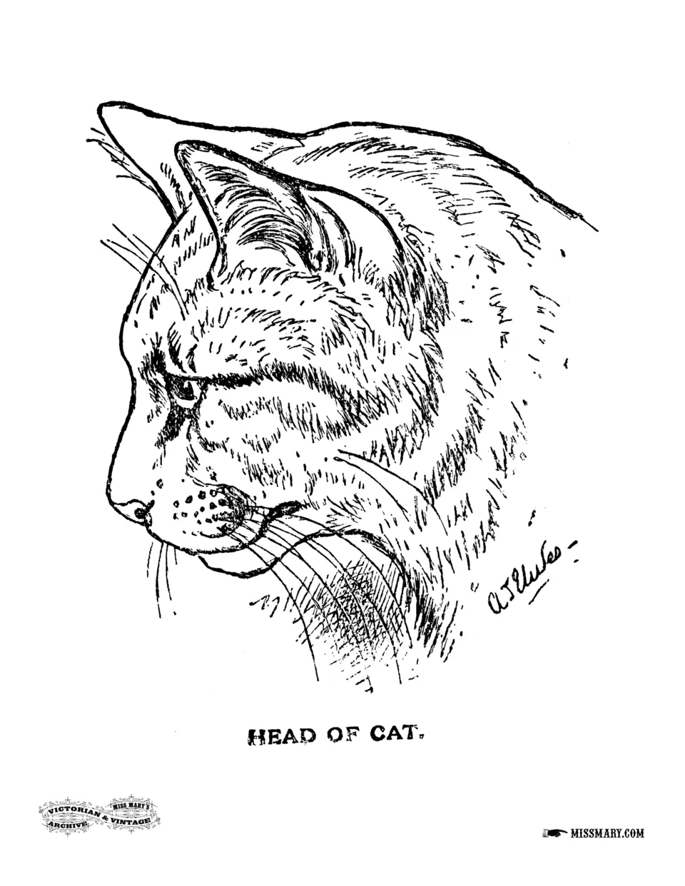 Рисунок морды кошки
