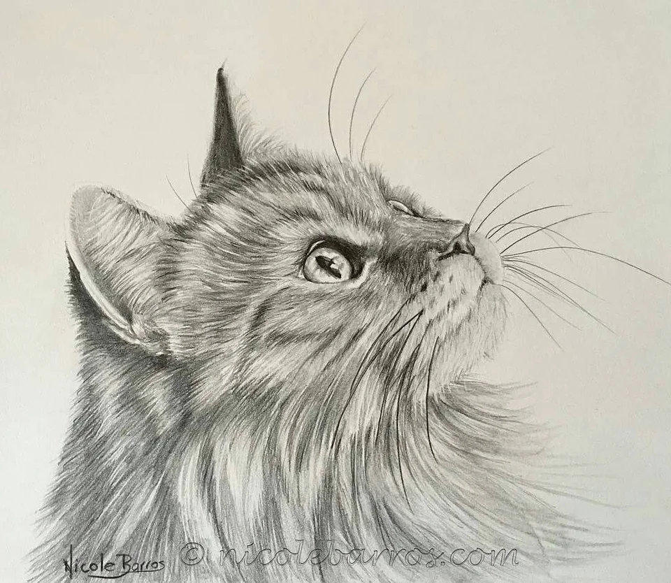 Рисунок карандашом кошка