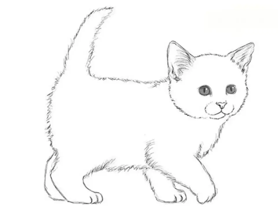 Рисунок кошки карандашом