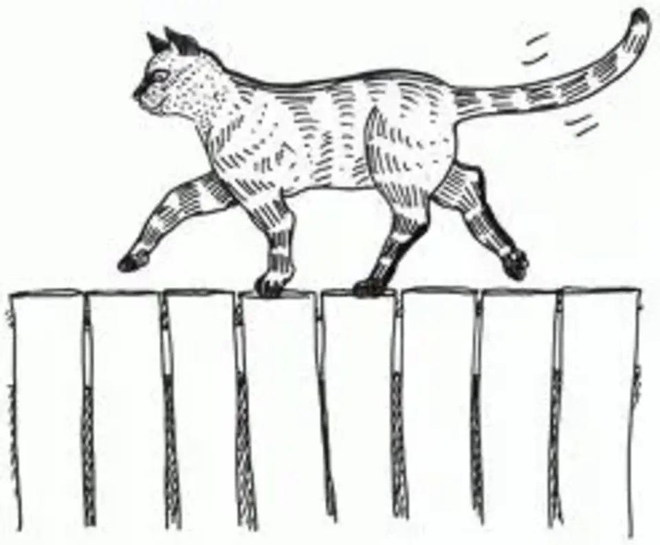 Пампасская кошка рисунок