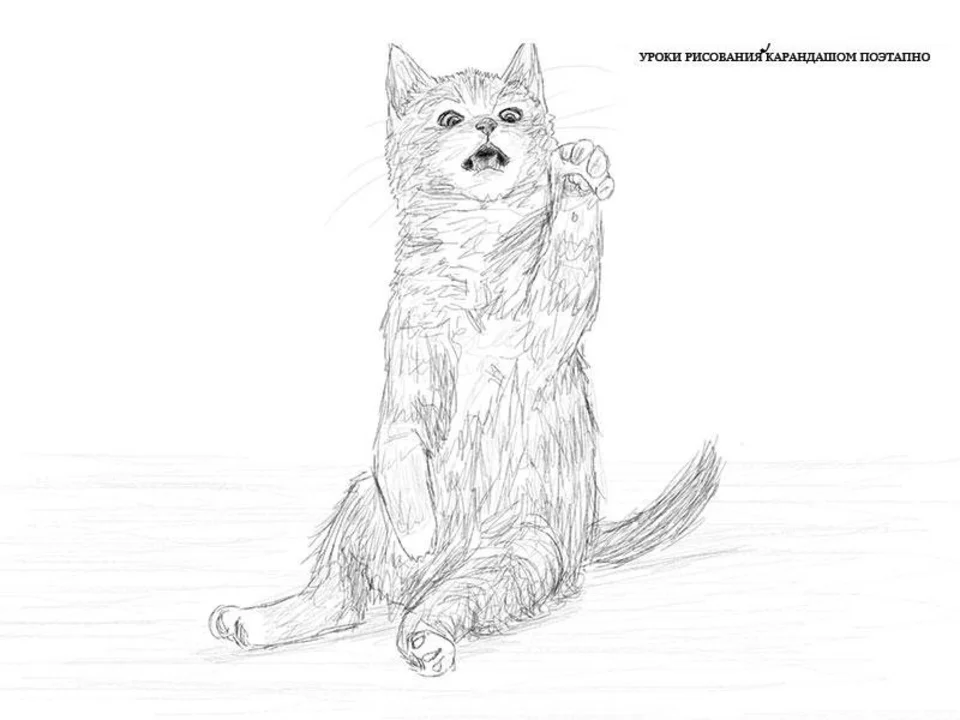 Котёнок рисунок карандашом