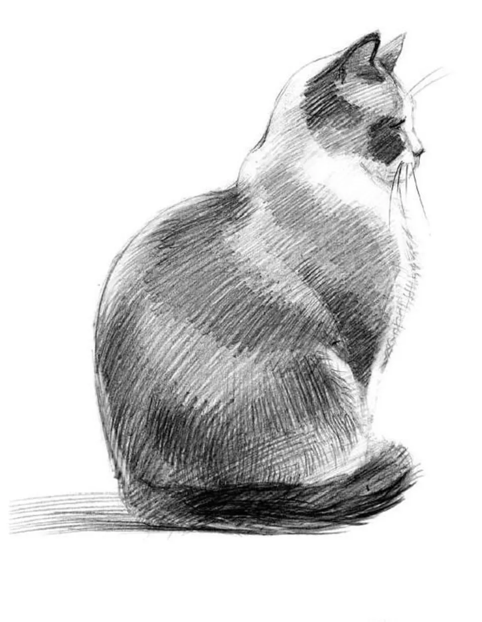 Зарисовка кошки