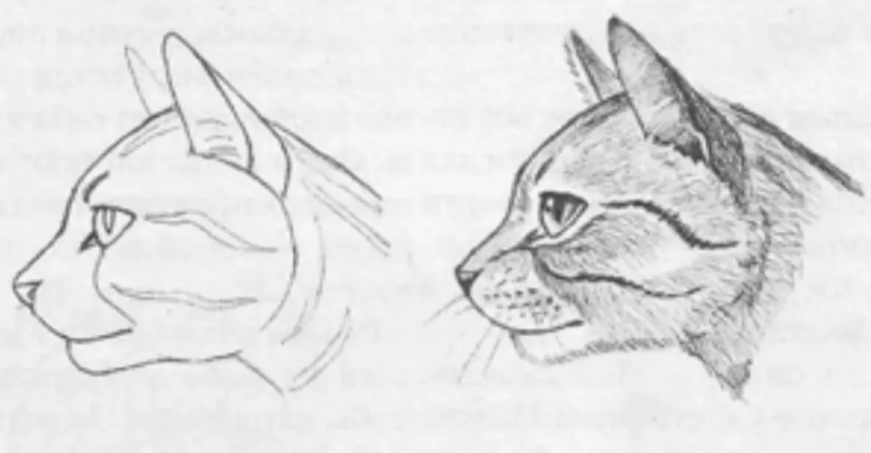 Рисунок головы кота