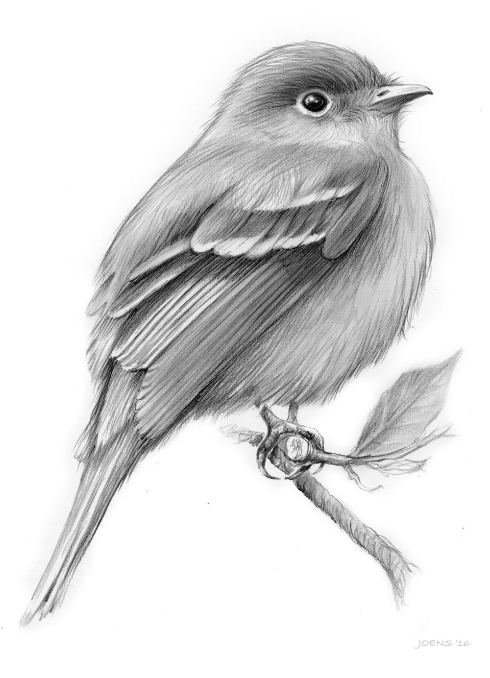 Птичка карандашом