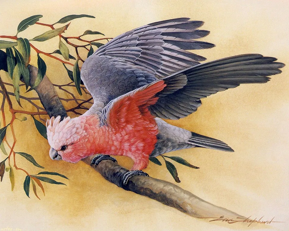 Попугай какаду розовый
