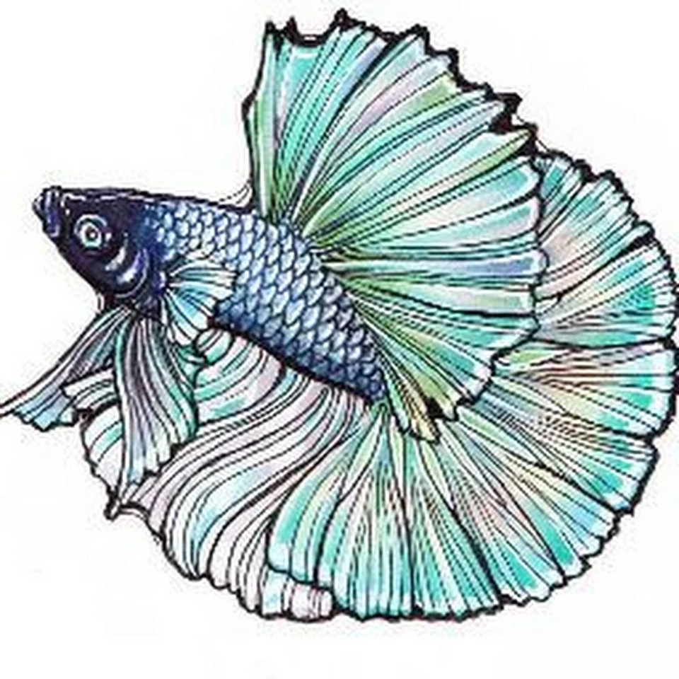 Красивая рыба рисунок
