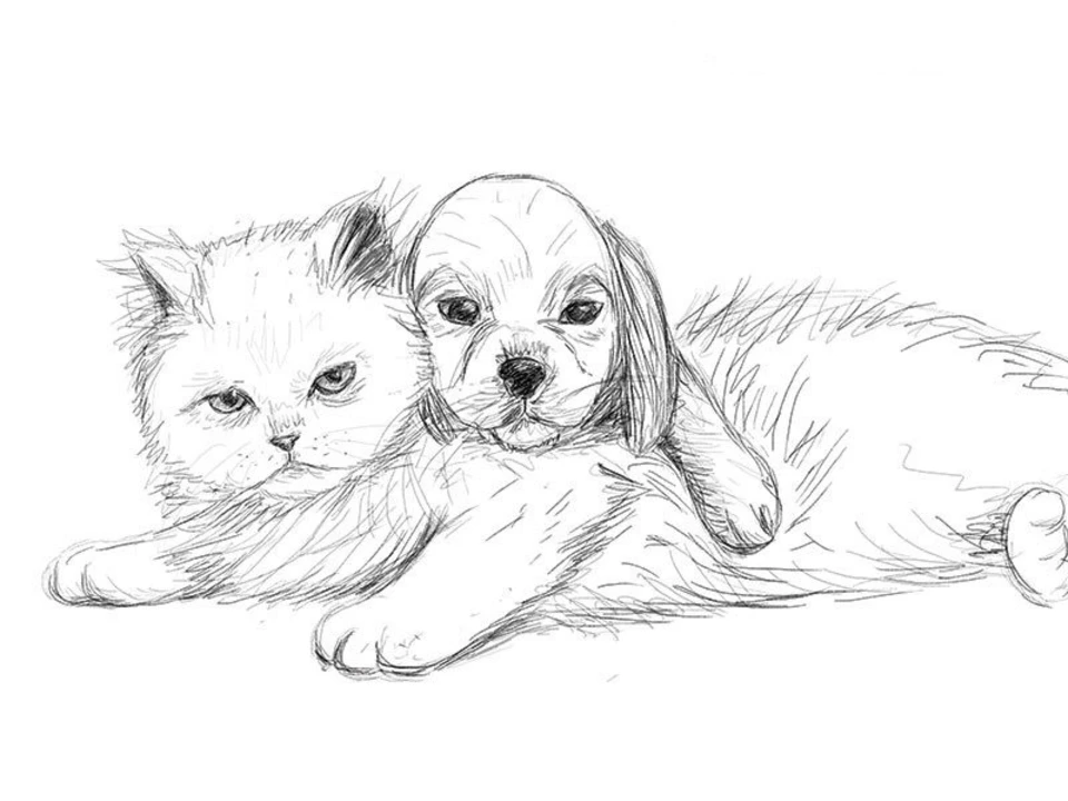 Рисунки собак и кошек для срисовки