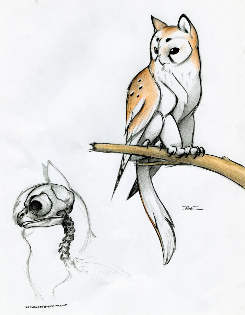 Рисунки для срисовки карандашом животные