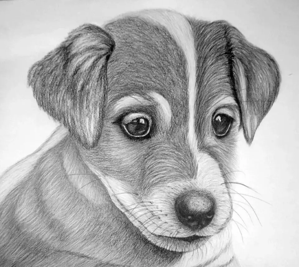 Рисунки карандашом для срисовки собаки