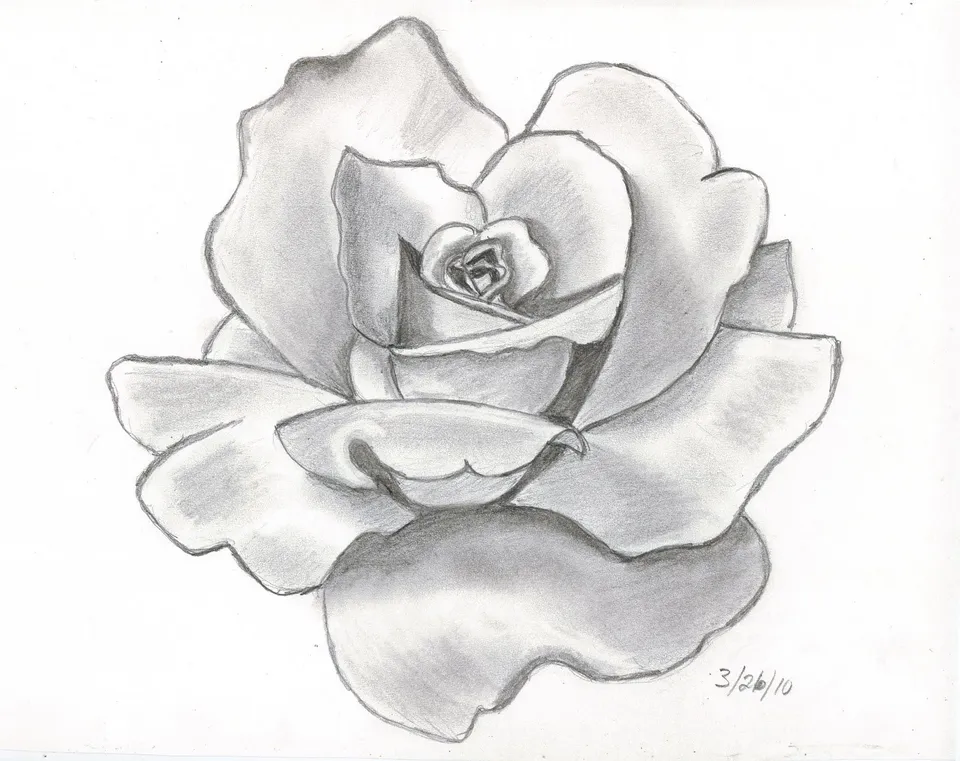 Рисунок розы карандашом