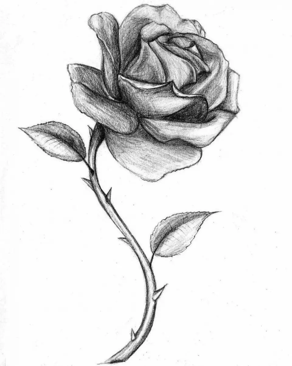 Роза простым карандашом