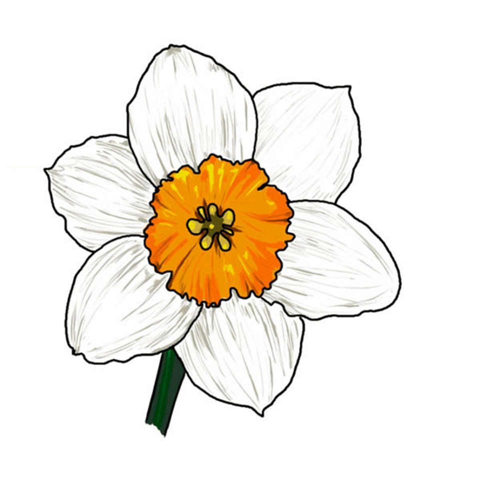 Нарцисс цветок рисунок