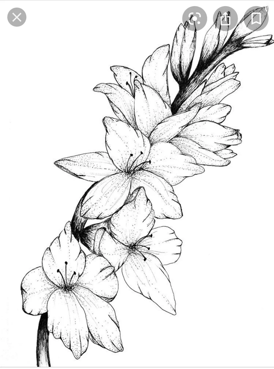 Гладиолус цветок