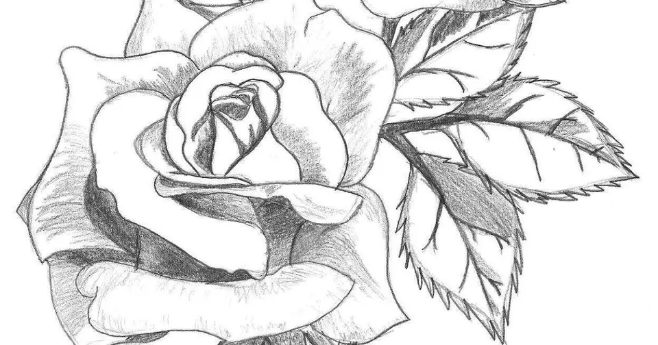Рисунки карандашом цветы розы