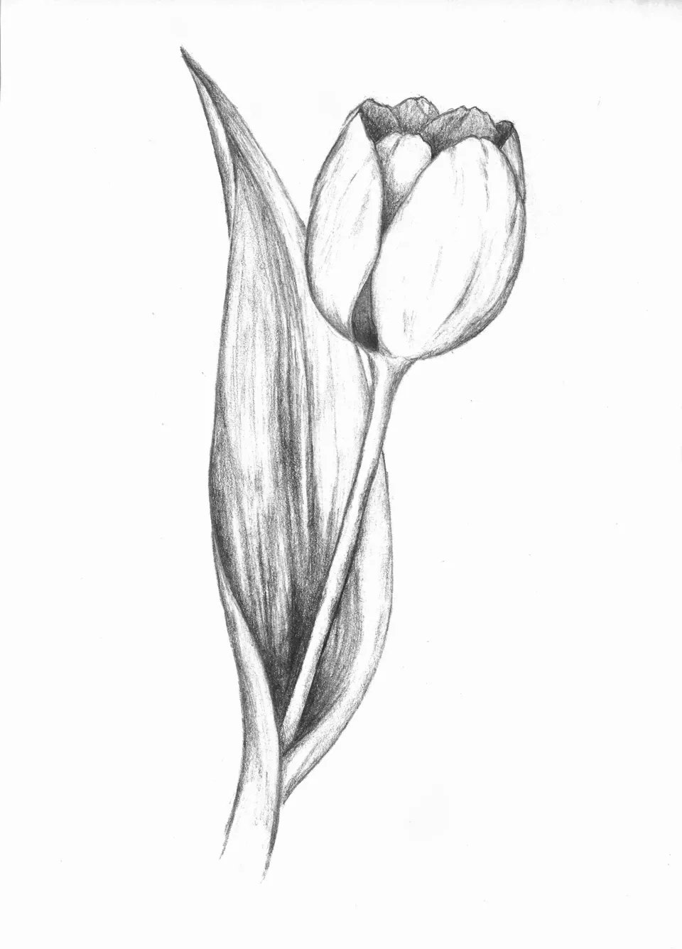 Рисовать тюльпаны карандашом