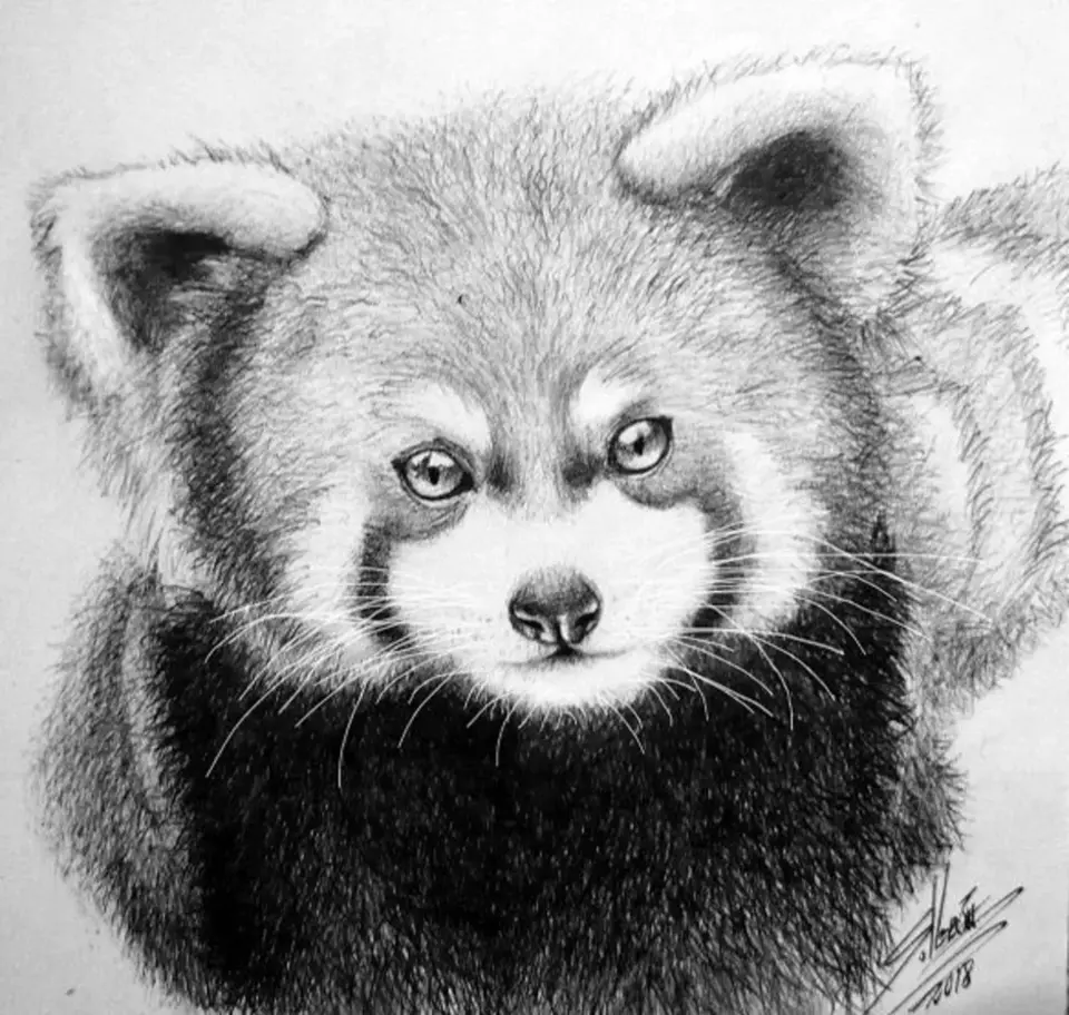 Красная панда рисунок