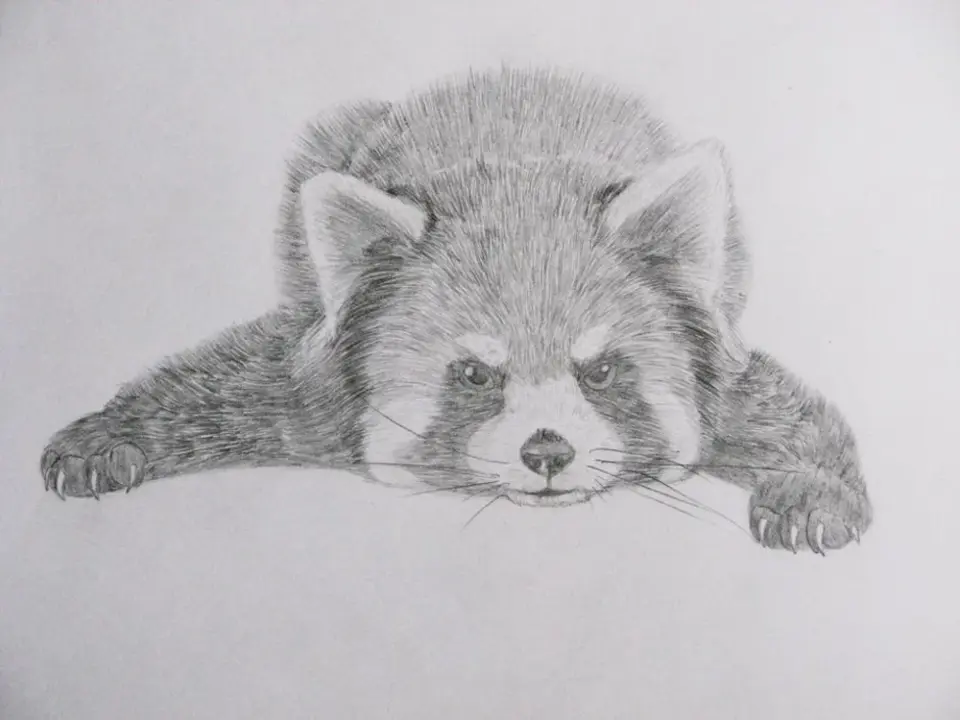 Красная панда рисунок карандашом
