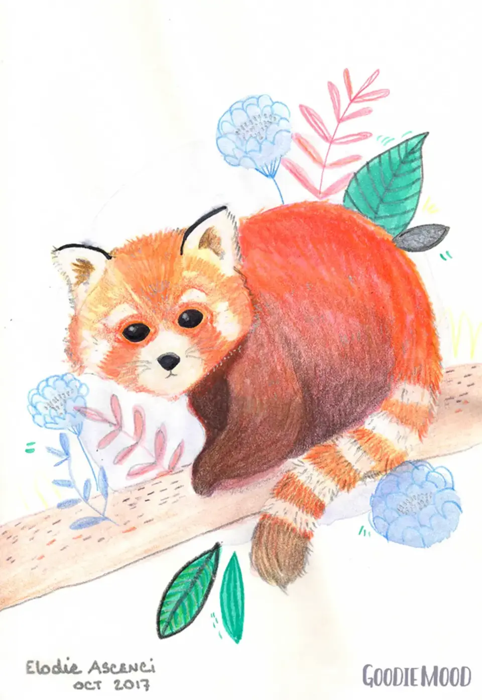 Рисунок красной панды