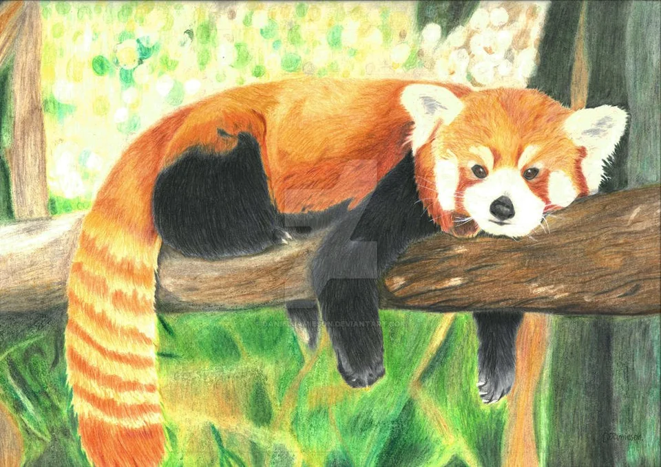 Малая красная панда