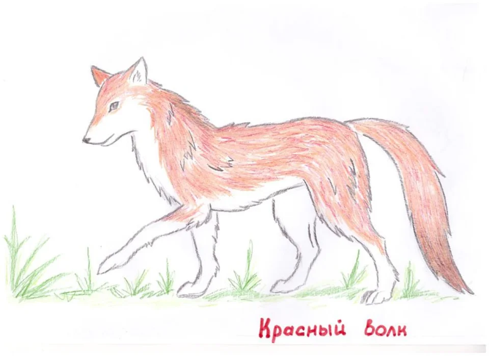 Красный волк карандашом