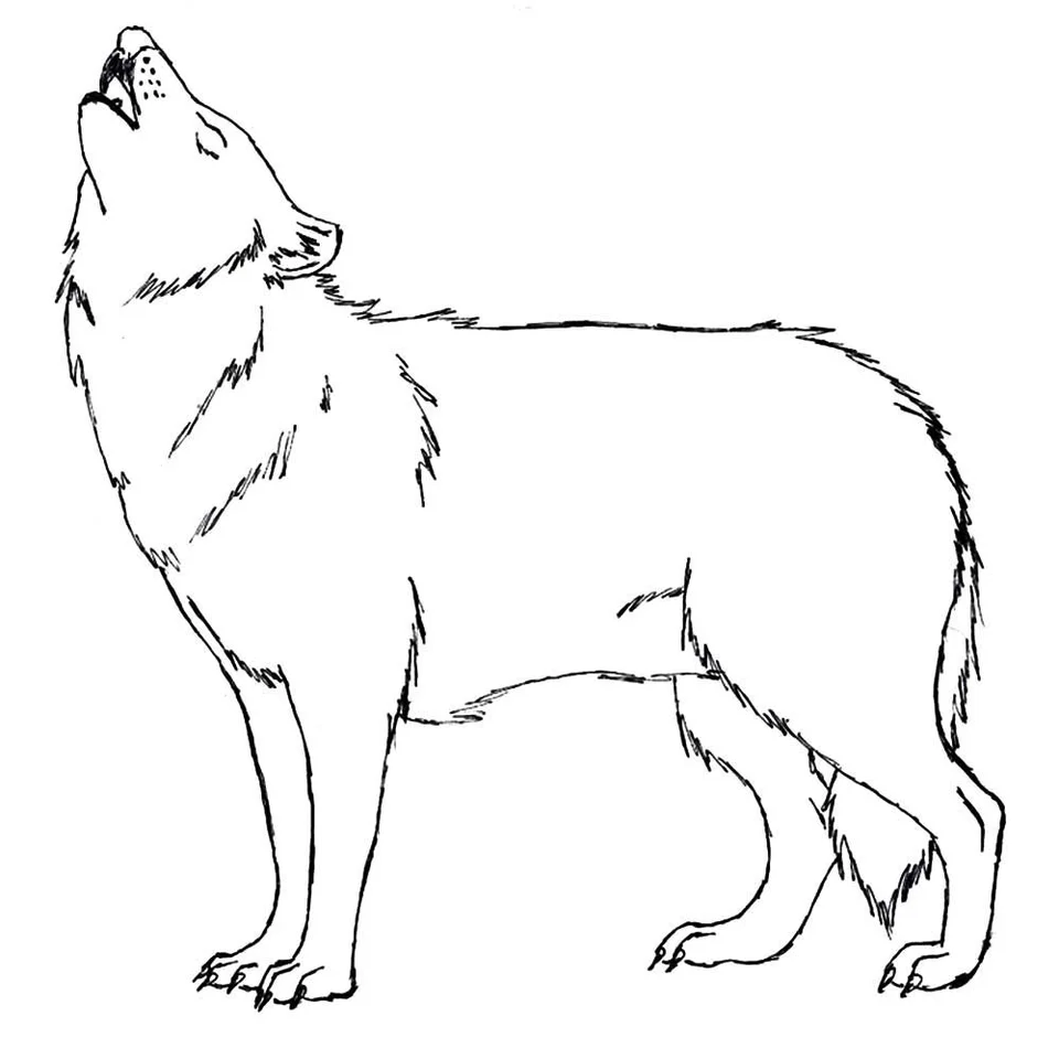 Волк контурный рисунок
