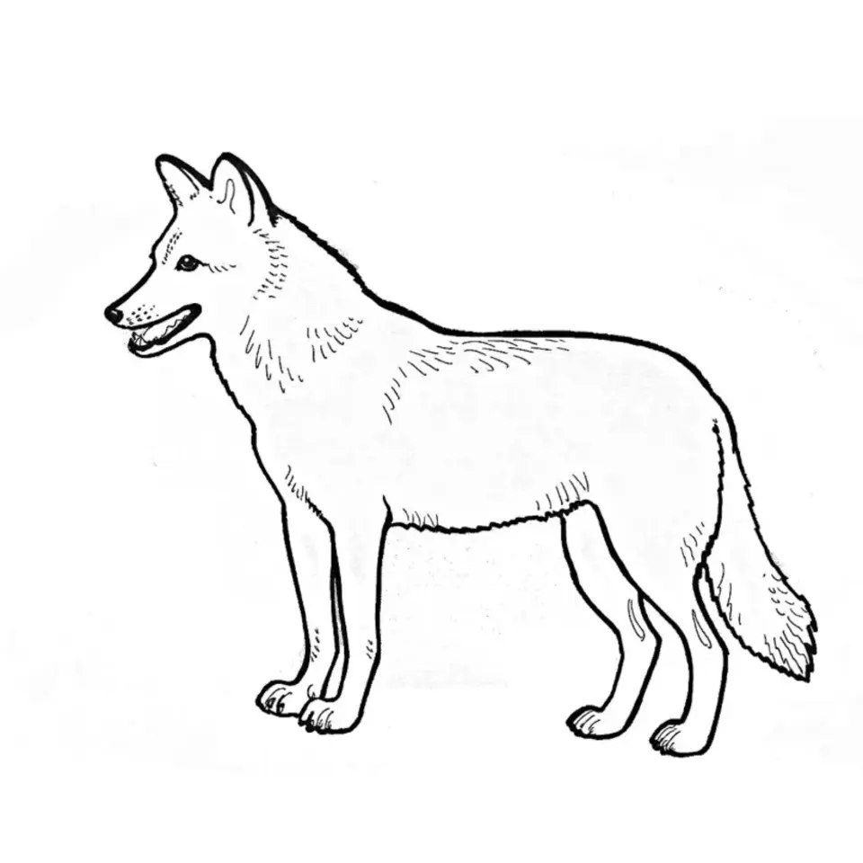 Волк карандашом для детей