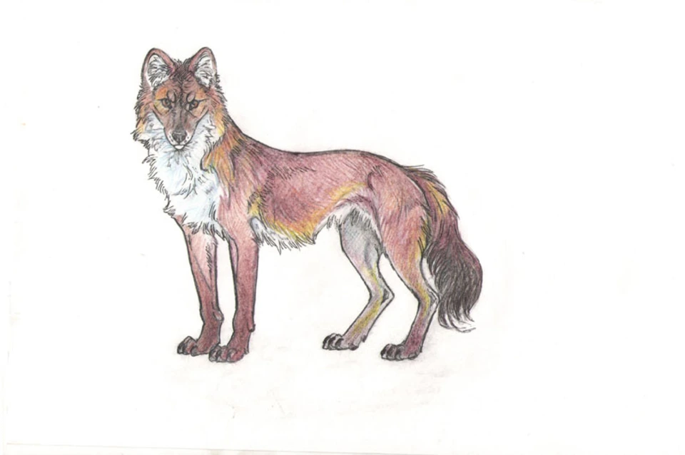 Рисуется красный волк