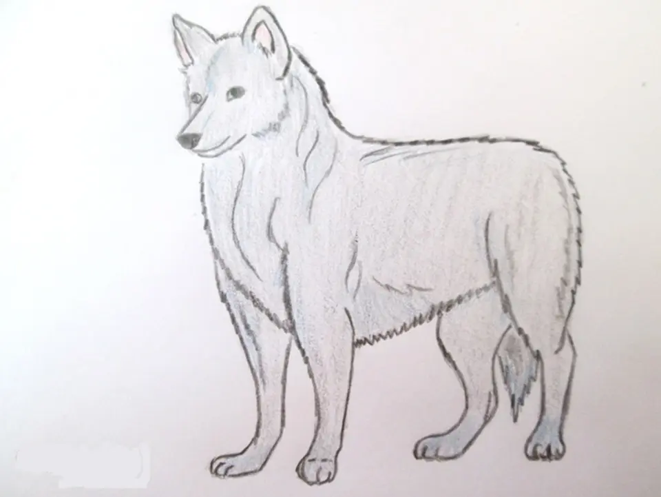 Волк поэтапно карандашом