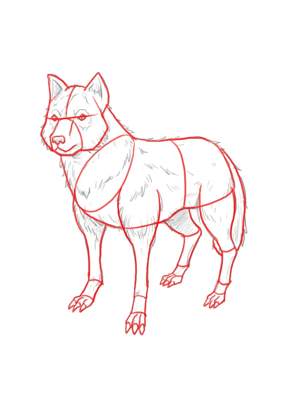 Волк рисунок карандашом поэтапно