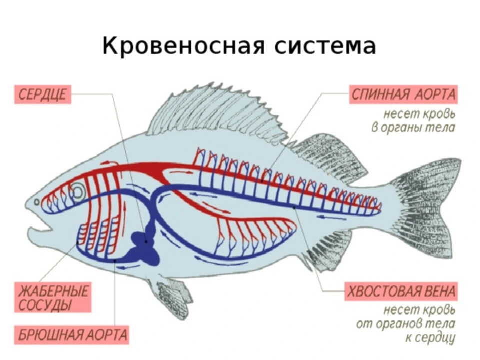 Кровеносная система кистеперых рыб
