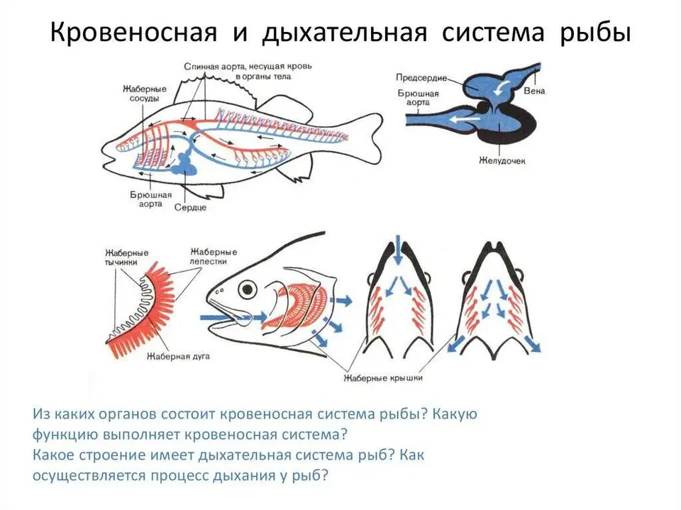 Строение кровеносной системы костных рыб