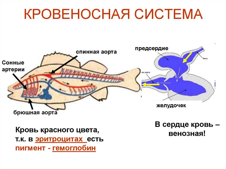 Кровеносная система рыб незамкнутая