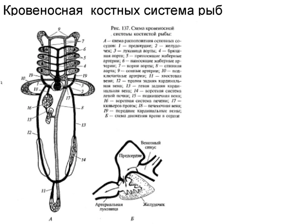 Схема строения кровеносной системы костистой рыбы