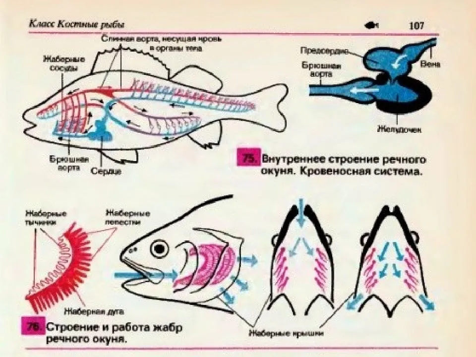 Строение кровеносной системы костных рыб