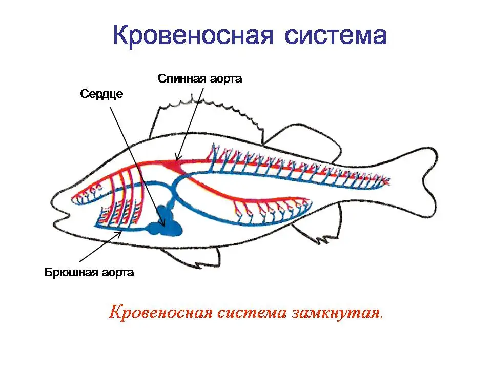 Схема кровеносной системы рыб