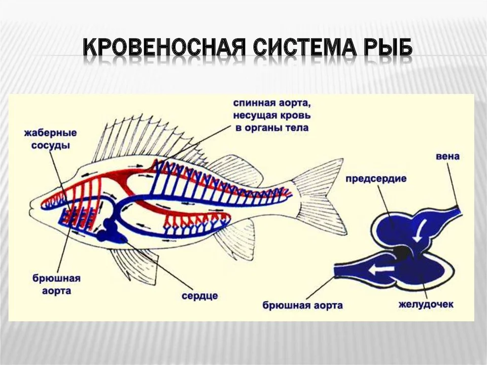 Кровеносная система хордовых рыб