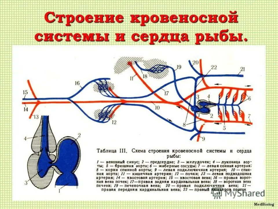 Схема кровеносной системы костистой рыбы