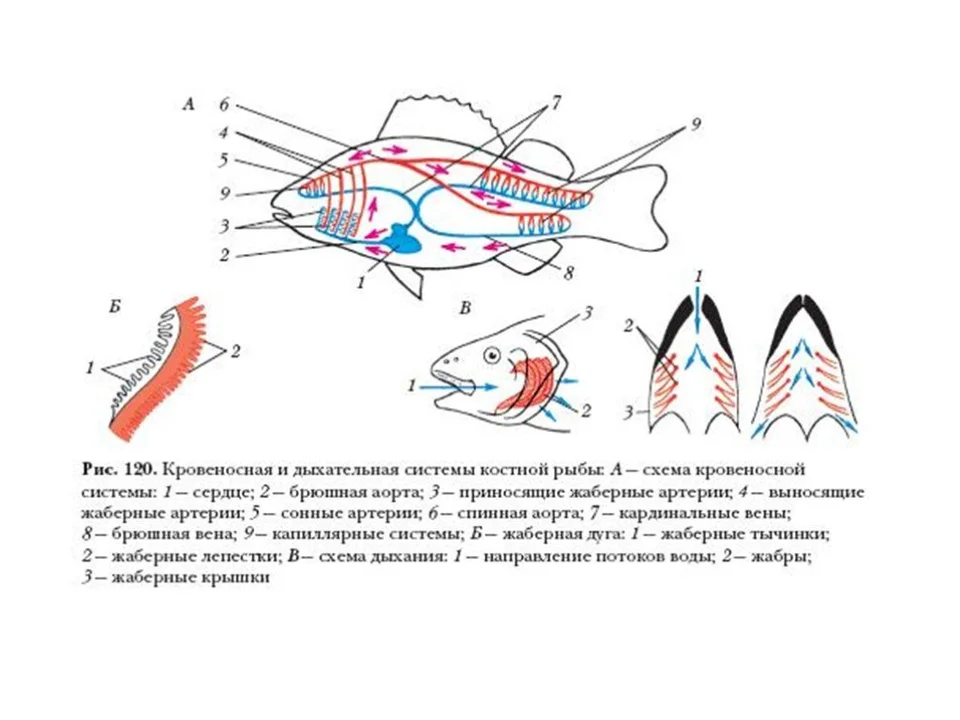 Схема строения кровеносной системы костной рыбы